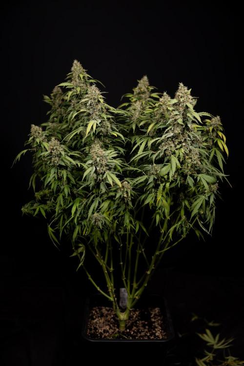 Mimosa 🌾 Auto - Zamnesia x B&B. Week 12 - Mimosa #2 - Main Lining - Harvest Day