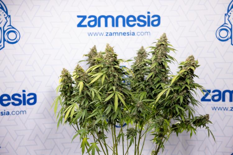 Mimosa 🌾 Auto - Zamnesia x B&B. Week 12 - Mimosa #2 - Main Lining - Harvest Day