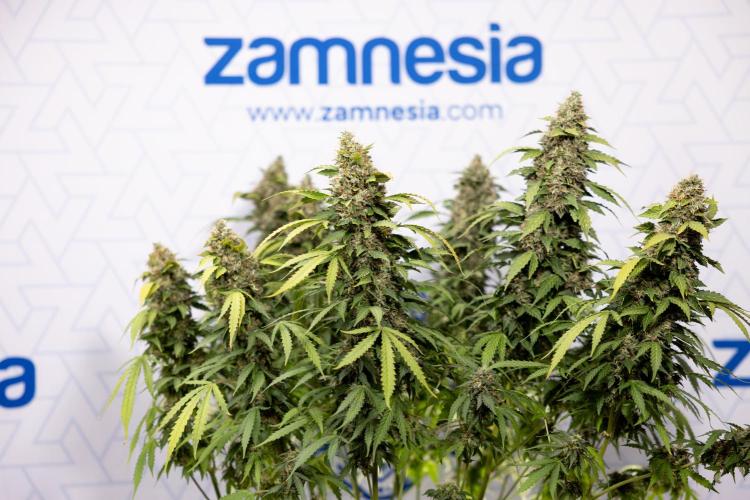 Mimosa 🌾 Auto - Zamnesia x B&B. Week 12 - Mimosa #2 - Main Lining - Harvest Day