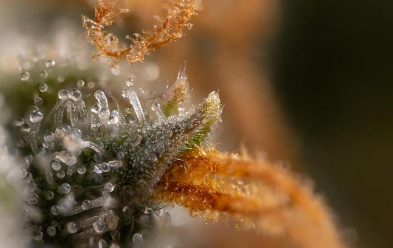Mimosa 🌾 Auto - Zamnesia x B&B. Week 12 - Mimosa #2 - Micro Worlds