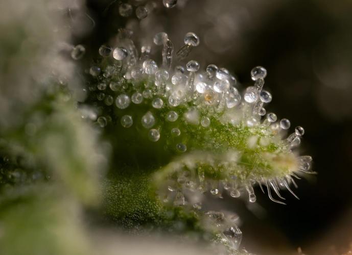 Mimosa 🌾 Auto - Zamnesia x B&B. Week 12 - Mimosa #2 - Micro Worlds
