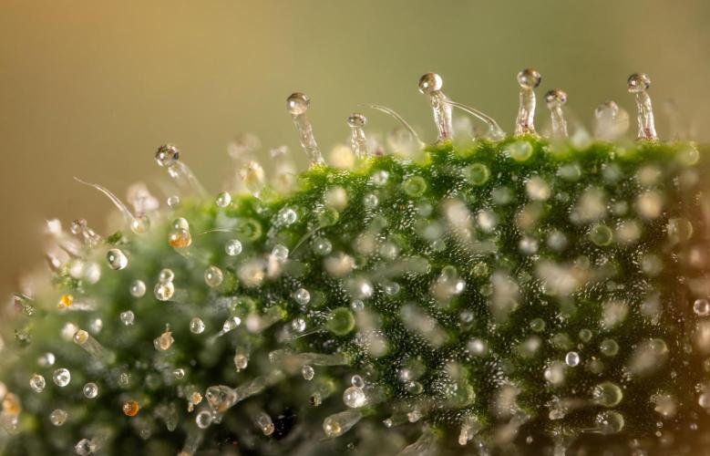 Mimosa 🌾 Auto - Zamnesia x B&B. Week 12 - Mimosa #2 - Micro Worlds