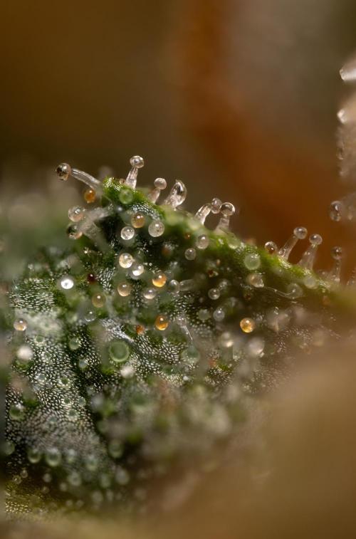 Mimosa 🌾 Auto - Zamnesia x B&B. Week 12 - Mimosa #2 - Micro Worlds