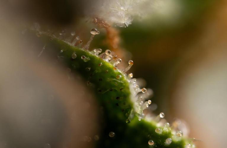 Mimosa 🌾 Auto - Zamnesia x B&B. Week 12 - Mimosa #2 - Micro Worlds