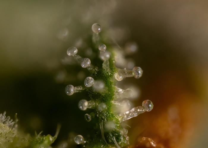 Mimosa 🌾 Auto - Zamnesia x B&B. Week 12 - Mimosa #2 - Micro Worlds