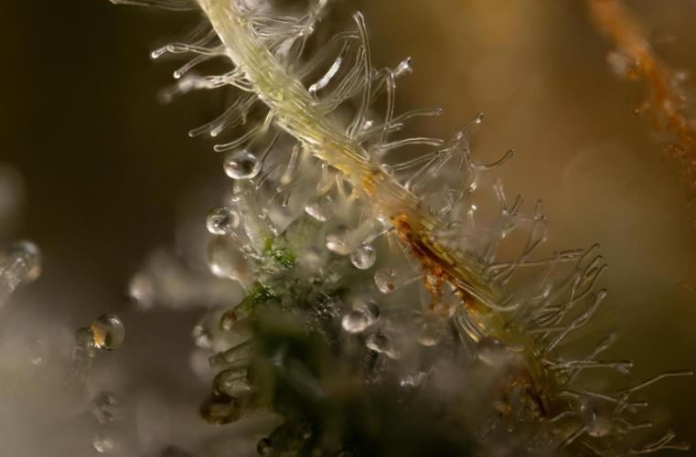 Mimosa 🌾 Auto - Zamnesia x B&B. Week 12 - Mimosa #2 - Micro Worlds