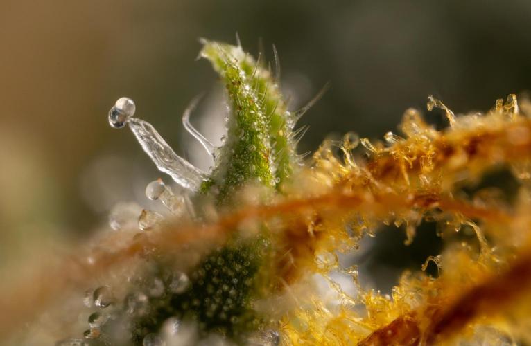 Mimosa 🌾 Auto - Zamnesia x B&B. Week 12 - Mimosa #2 - Micro Worlds