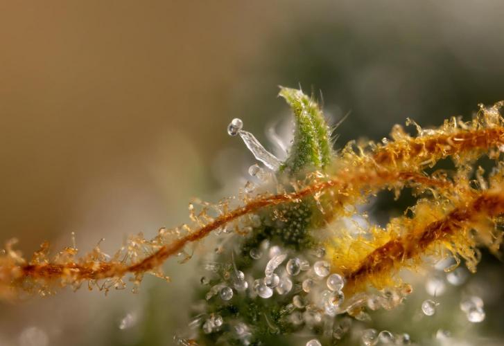 Mimosa 🌾 Auto - Zamnesia x B&B. Week 12 - Mimosa #2 - Micro Worlds