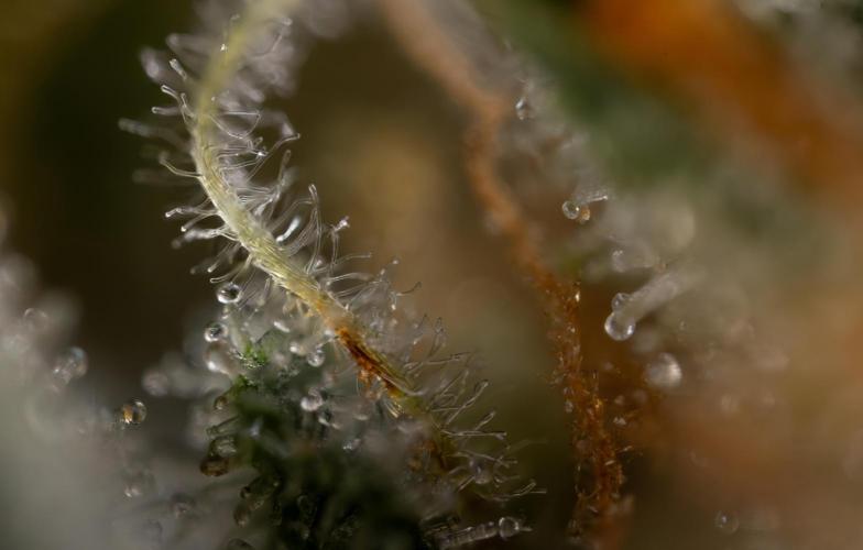 Mimosa 🌾 Auto - Zamnesia x B&B. Week 12 - Mimosa #2 - Micro Worlds