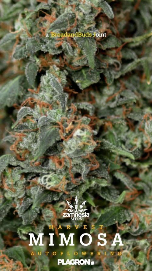 Mimosa 🌾 Auto - Zamnesia x B&B
