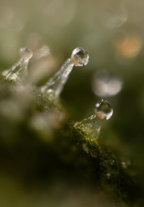 Mimosa 🌾 Auto - Zamnesia x B&B. Week 12 - Mimosa #2 - Micro Worlds