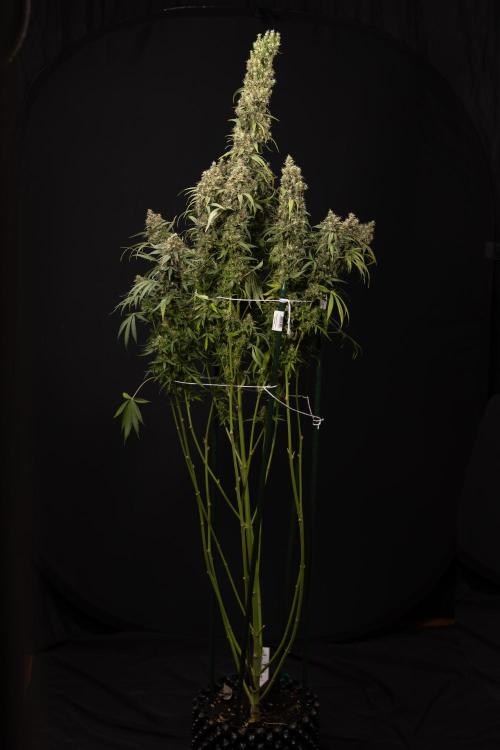 Godfather OG ✞ Auto - Zamnesia x B&B. Week 11 - Godfather OG #1 - Harvest Day - No Techniques