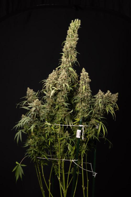 Godfather OG ✞ Auto - Zamnesia x B&B. Week 11 - Godfather OG #1 - Harvest Day - No Techniques