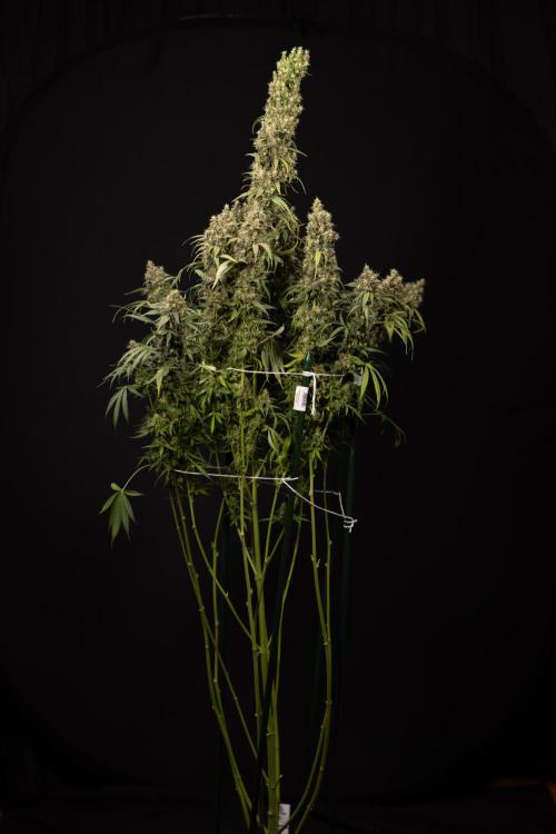 Godfather OG ✞ Auto - Zamnesia x B&B. Week 11 - Godfather OG #1 - Harvest Day - No Techniques