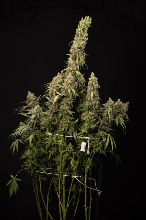 Godfather OG ✞ Auto - Zamnesia x B&B. Week 11 - Godfather OG #1 - Harvest Day - No Techniques
