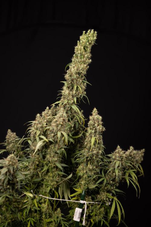 Godfather OG ✞ Auto - Zamnesia x B&B. Week 11 - Godfather OG #1 - Harvest Day - No Techniques