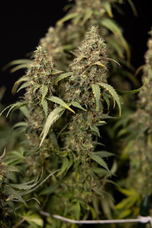 Godfather OG ✞ Auto - Zamnesia x B&B. Week 11 - Godfather OG #1 - Harvest Day - No Techniques