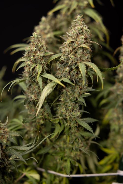Godfather OG ✞ Auto - Zamnesia x B&B. Week 11 - Godfather OG #1 - Harvest Day - No Techniques