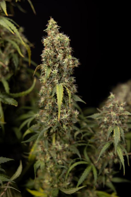 Godfather OG ✞ Auto - Zamnesia x B&B. Week 11 - Godfather OG #1 - Harvest Day - No Techniques