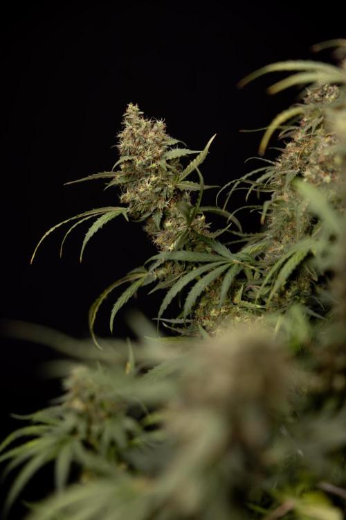 Godfather OG ✞ Auto - Zamnesia x B&B. Week 11 - Godfather OG #1 - Harvest Day - No Techniques