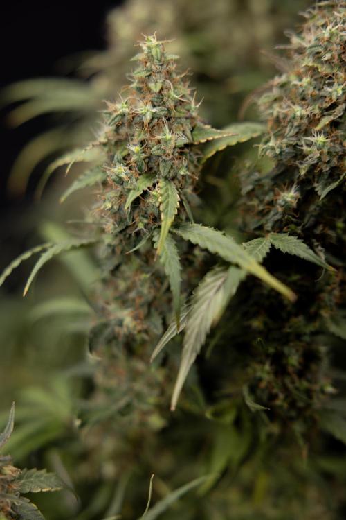 Godfather OG ✞ Auto - Zamnesia x B&B. Week 11 - Godfather OG #1 - Harvest Day - No Techniques