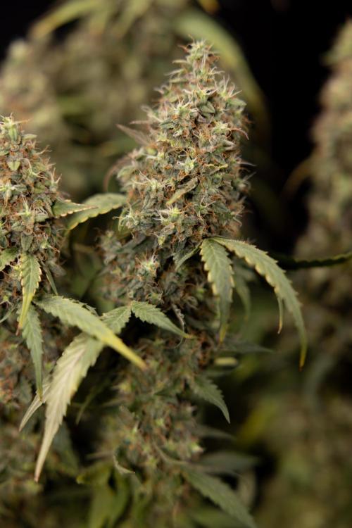 Godfather OG ✞ Auto - Zamnesia x B&B. Week 11 - Godfather OG #1 - Harvest Day - No Techniques