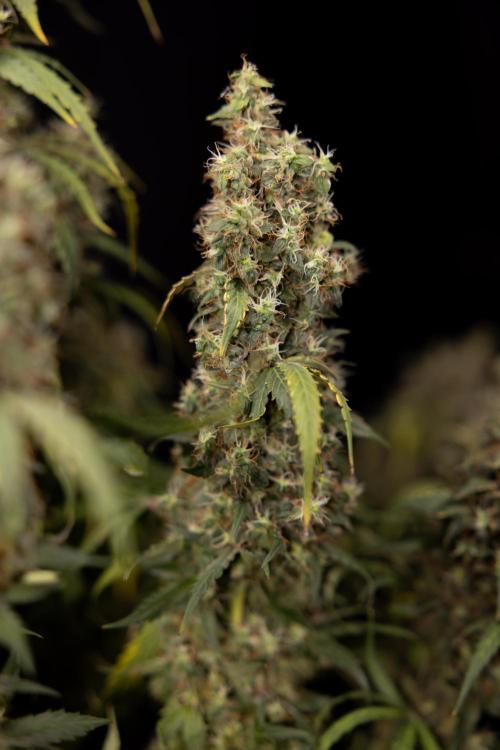 Godfather OG ✞ Auto - Zamnesia x B&B. Week 11 - Godfather OG #1 - Harvest Day - No Techniques