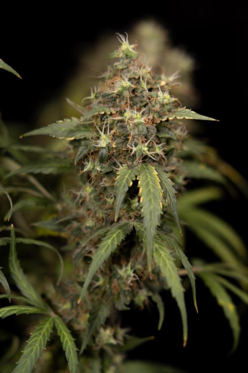 Godfather OG ✞ Auto - Zamnesia x B&B. Week 11 - Godfather OG #1 - Harvest Day - No Techniques