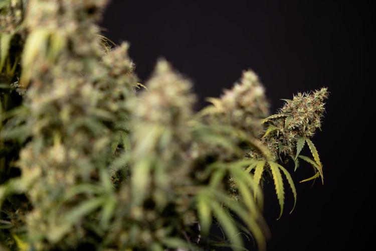 Godfather OG ✞ Auto - Zamnesia x B&B. Week 11 - Godfather OG #1 - Harvest Day - No Techniques