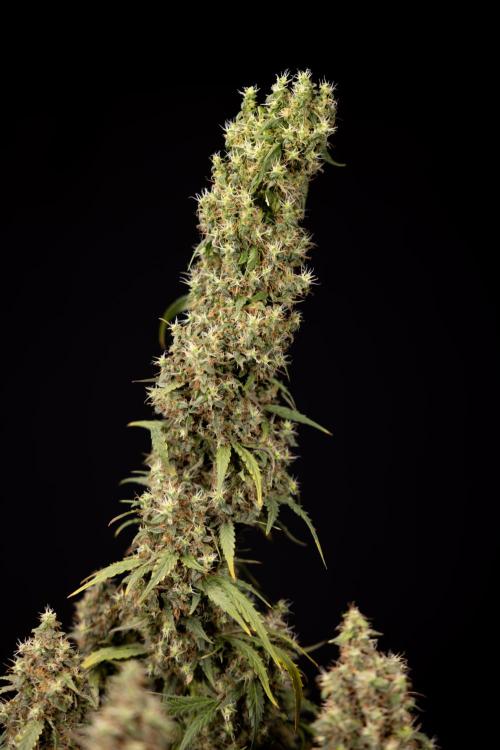 Godfather OG ✞ Auto - Zamnesia x B&B. Week 11 - Godfather OG #1 - Harvest Day - No Techniques