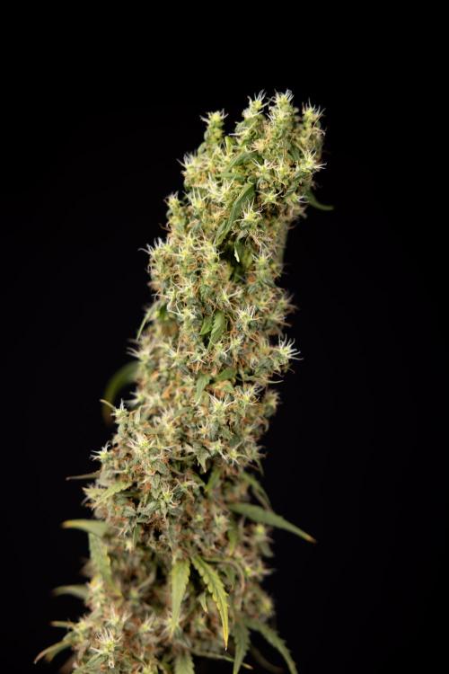 Godfather OG ✞ Auto - Zamnesia x B&B. Week 11 - Godfather OG #1 - Harvest Day - No Techniques