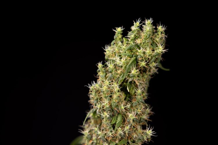 Godfather OG ✞ Auto - Zamnesia x B&B. Week 11 - Godfather OG #1 - Harvest Day - No Techniques