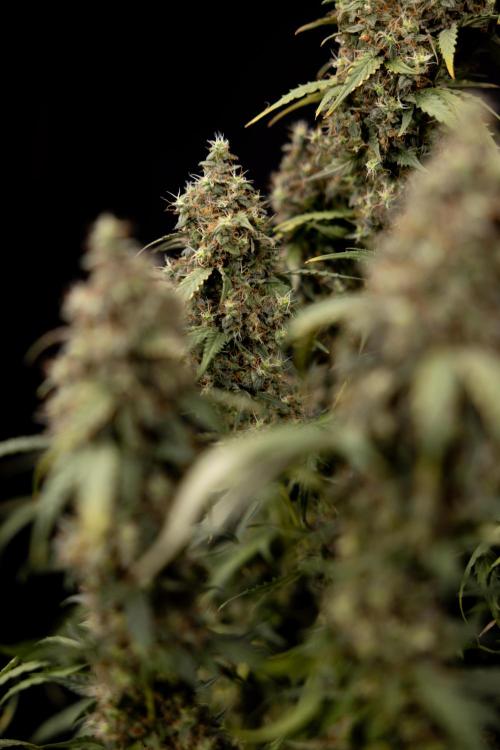 Godfather OG ✞ Auto - Zamnesia x B&B. Week 11 - Godfather OG #1 - Harvest Day - No Techniques