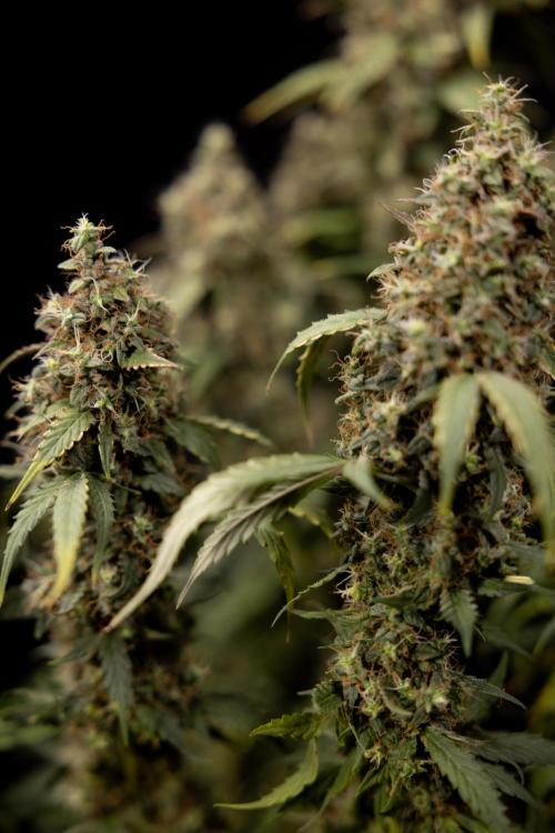 Godfather OG ✞ Auto - Zamnesia x B&B. Week 11 - Godfather OG #1 - Harvest Day - No Techniques