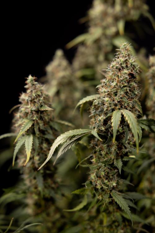 Godfather OG ✞ Auto - Zamnesia x B&B. Week 11 - Godfather OG #1 - Harvest Day - No Techniques