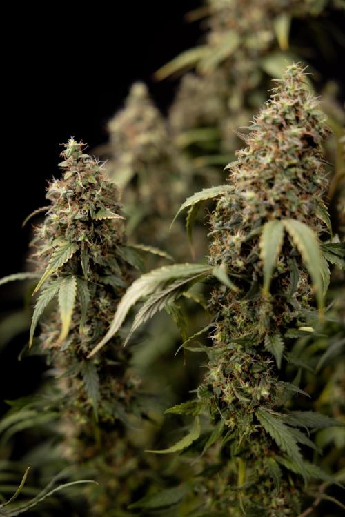 Godfather OG ✞ Auto - Zamnesia x B&B. Week 11 - Godfather OG #1 - Harvest Day - No Techniques