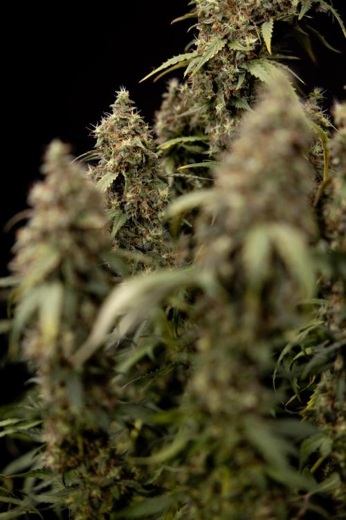 Godfather OG ✞ Auto - Zamnesia x B&B. Week 11 - Godfather OG #1 - Harvest Day - No Techniques