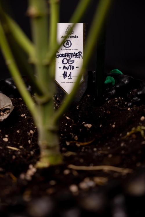 Godfather OG ✞ Auto - Zamnesia x B&B. Week 11 - Godfather OG #1 - Harvest Day - No Techniques