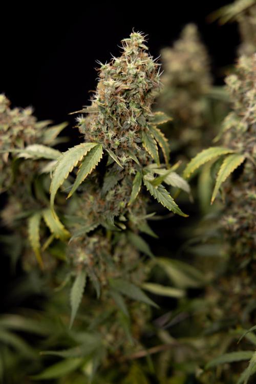 Godfather OG ✞ Auto - Zamnesia x B&B. Week 11 - Godfather OG #1 - Harvest Day - No Techniques