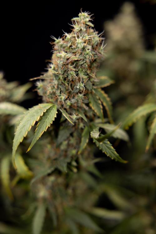 Godfather OG ✞ Auto - Zamnesia x B&B. Week 11 - Godfather OG #1 - Harvest Day - No Techniques