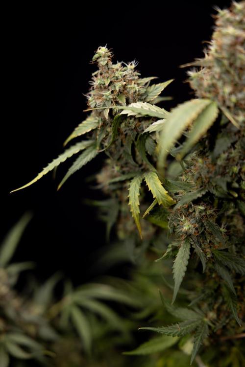 Godfather OG ✞ Auto - Zamnesia x B&B. Week 11 - Godfather OG #1 - Harvest Day - No Techniques
