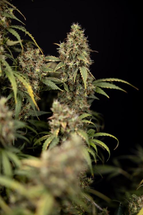 Godfather OG ✞ Auto - Zamnesia x B&B. Week 11 - Godfather OG #1 - Harvest Day - No Techniques