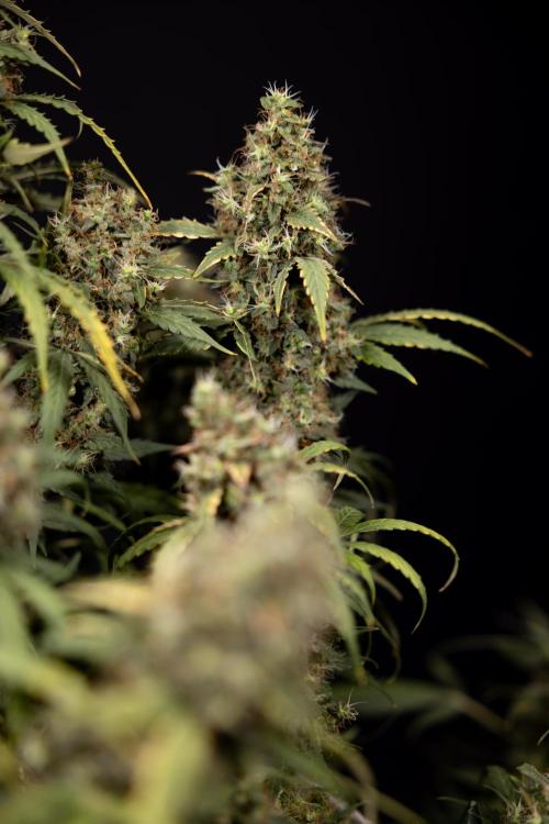 Godfather OG ✞ Auto - Zamnesia x B&B. Week 11 - Godfather OG #1 - Harvest Day - No Techniques