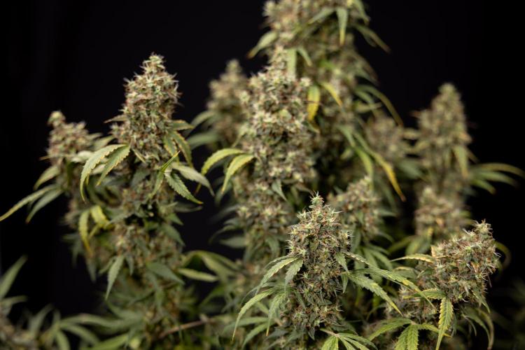 Godfather OG ✞ Auto - Zamnesia x B&B. Week 11 - Godfather OG #1 - Harvest Day - No Techniques