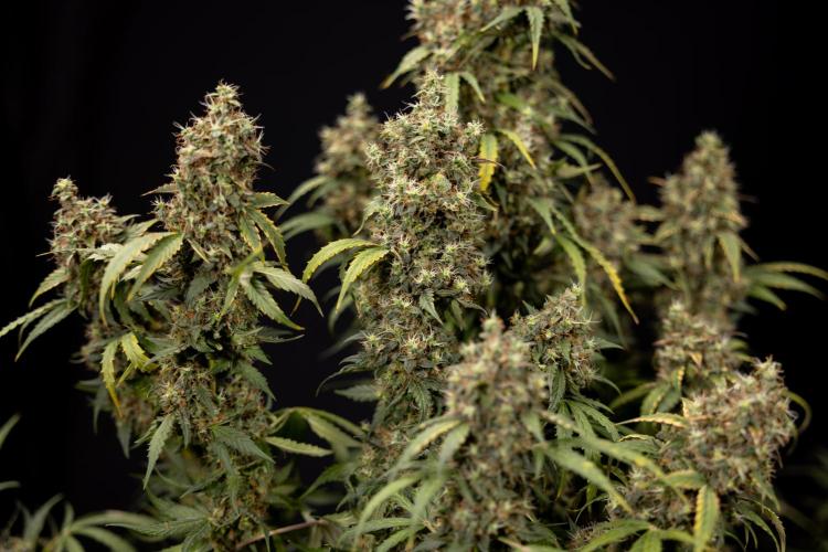Godfather OG ✞ Auto - Zamnesia x B&B. Week 11 - Godfather OG #1 - Harvest Day - No Techniques