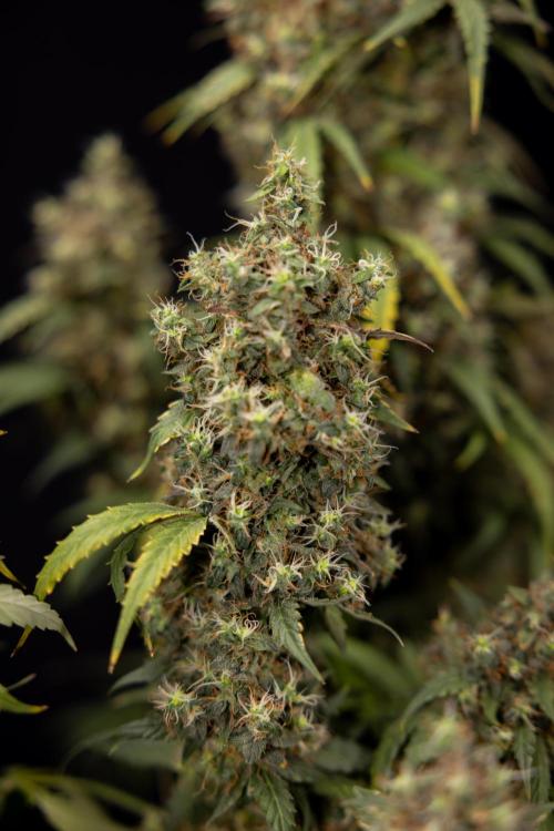 Godfather OG ✞ Auto - Zamnesia x B&B. Week 11 - Godfather OG #1 - Harvest Day - No Techniques