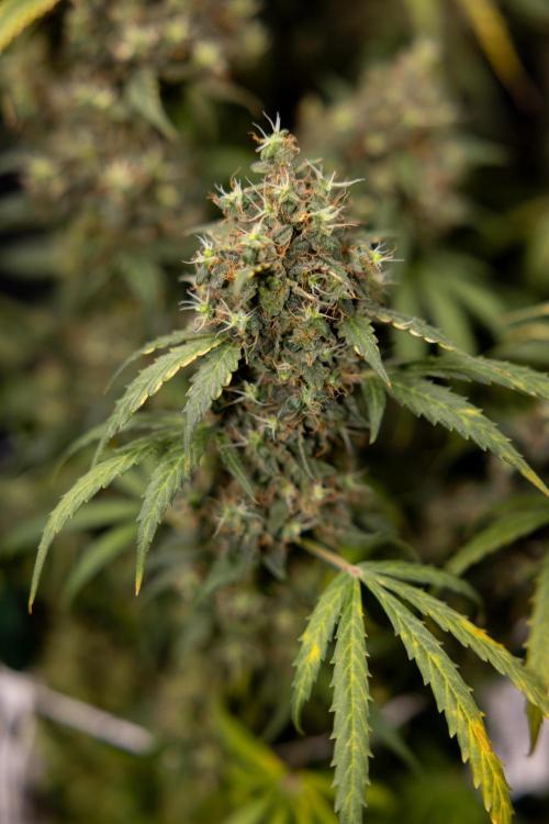 Godfather OG ✞ Auto - Zamnesia x B&B. Week 11 - Godfather OG #1 - Harvest Day - No Techniques