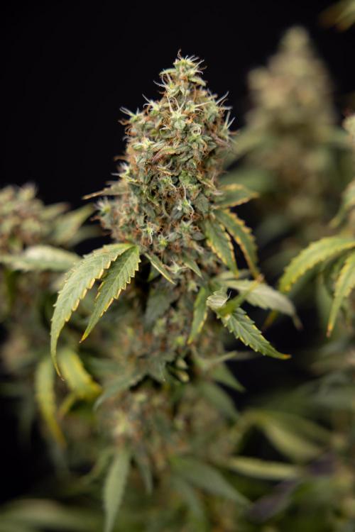 Godfather OG ✞ Auto - Zamnesia x B&B. Week 11 - Godfather OG #1 - Harvest Day - No Techniques