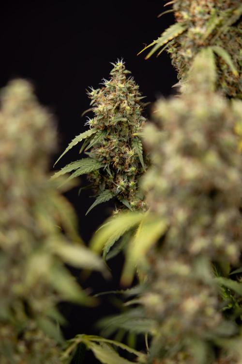 Godfather OG ✞ Auto - Zamnesia x B&B. Week 11 - Godfather OG #1 - Harvest Day - No Techniques