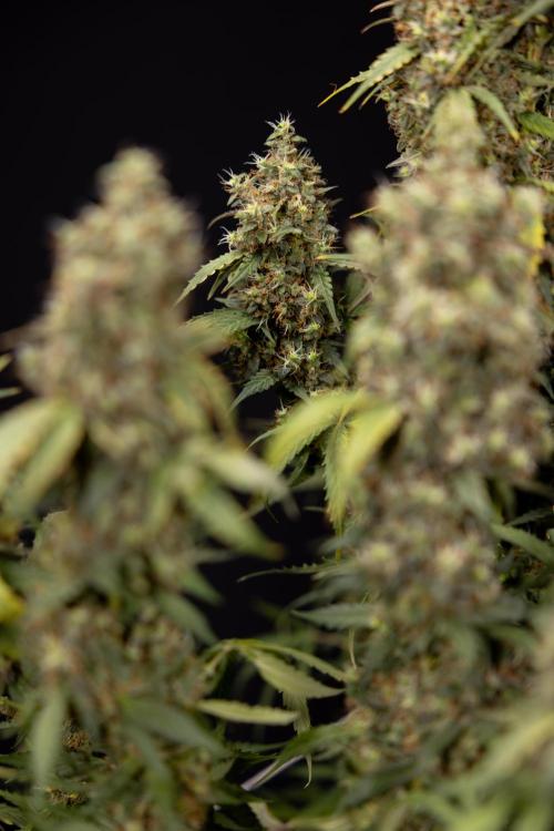 Godfather OG ✞ Auto - Zamnesia x B&B. Week 11 - Godfather OG #1 - Harvest Day - No Techniques